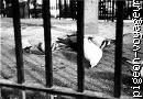 des pigeons en prison: on nous dira qu'il y a trop de détenus???