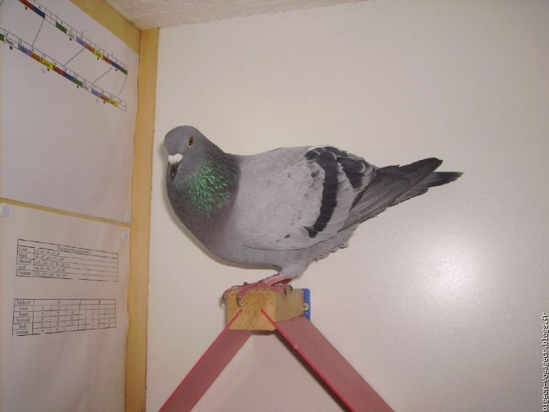 Pigeon Cauchois • Élevage et vente de pigeons de race